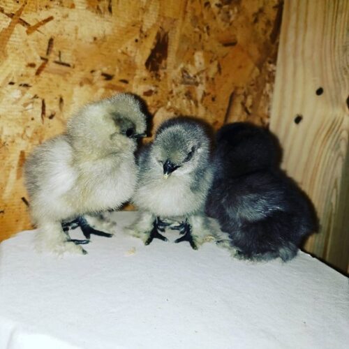 Small Farmers Face Covid-19: Positive Responses for a Challenging Market